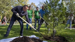 Сахалин хотят «закедрить»