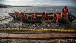 Результаты вылова минтая на Сахалине в феврале 2024 года превысили прошлогодние