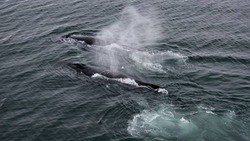 Горбатые киты показали свою мощь и красоту у острова Шумшу — ВИДЕО