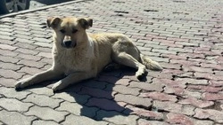 Укусов нет: бездомная собака ударила 10-летнюю девочку в Охе