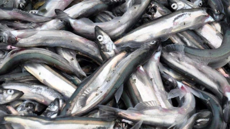 Рыбаки готовятся к путине мойвы в Сахалинской области