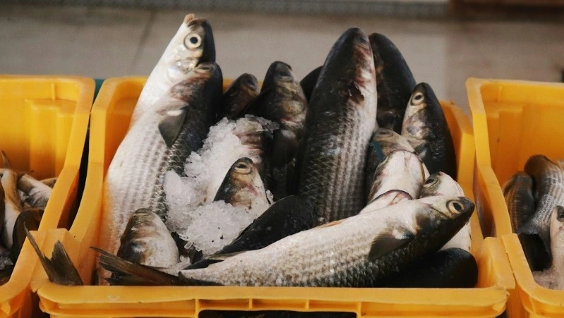 За месяц в Сахалинской области подтвердили пригодность свыше 6,6 тыс тонн морепродуктов для экспорта