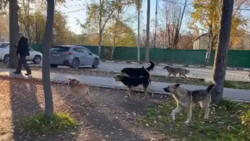 Огромная стая собак облаяла посетителей парка в Южно-Сахалинске