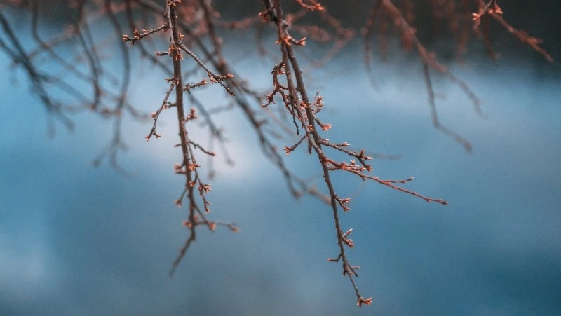 До +8 градусов прогнозируют в Южно-Сахалинске 31 марта