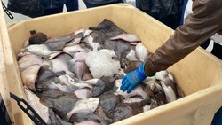 Жители Сахалина купили 420 тонн свежей рыбы по социальной цене в 2022 году
