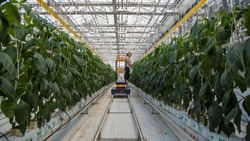 Урожай овощей вырос на 26% в Сахалинской области в 2024 году