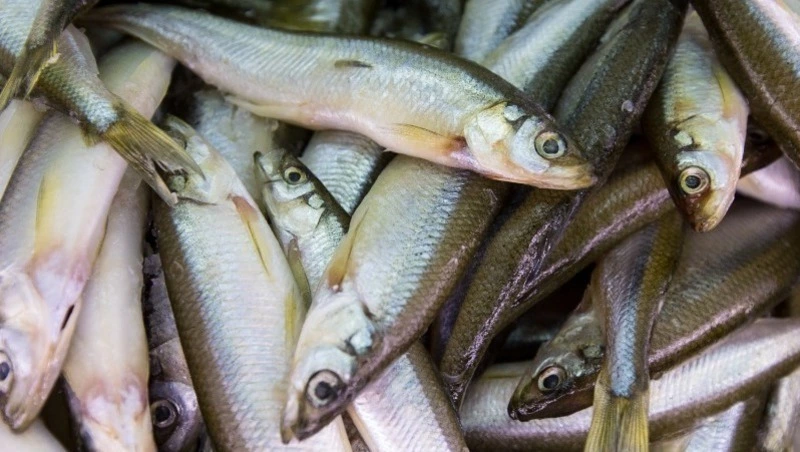 Промысел корюшки завершился в одной из зон Сахалинской области