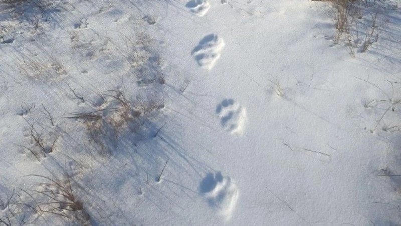 Следы краснокнижной рыси нашли в лесу Александровск-Сахалинского района