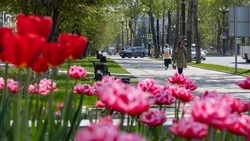 Туристы запланировали продолжительные поездки на Сахалин весной 2026 года