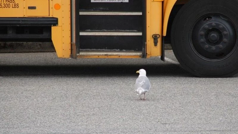 Правила дорожного движения предлагают сдавать на ЕГЭ
