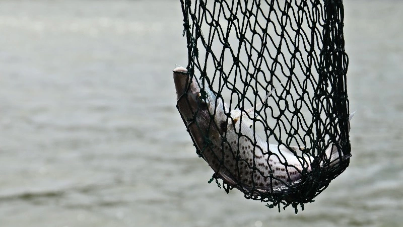 Сахалинская рыбоохрана оштрафовала рыбаков почти на 50 тысяч рублей за неделю