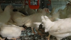 «Один цех очищен»: сахалинская птицефабрика отчиталась о проведенных мероприятиях