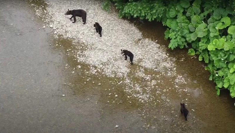 Медвежата послушным гуськом прошли за мамой по реке на юге Сахалина