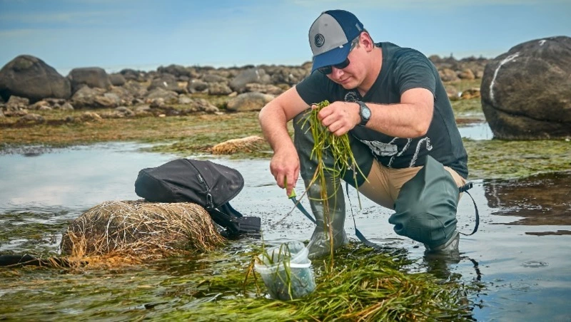 Проект переработки водорослей для медицины и пищевой индустрии запустили на Сахалине