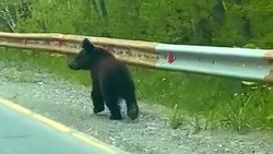 Видеофакт: сахалинцы встретили упитанного медвежонка на охотской трассе