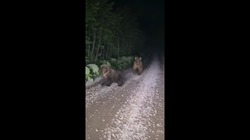 Семью медведей встретили на Курилах — ВИДЕО