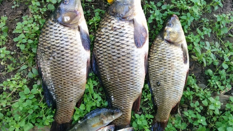 Сахалинца отправили под суд за вылов краснокнижного тайменя