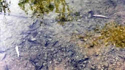 В парке Южно-Сахалинска прокомментировали замор рыбы в озере