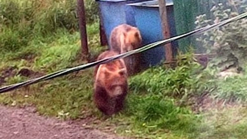 Медведей отстрелили после массового выхода к людям в Курильске