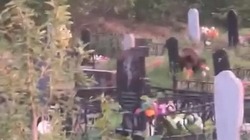 Голодные медведи пришли на кладбище в Охе
