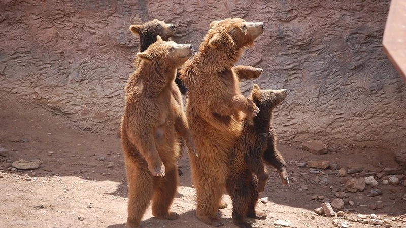 Убивать или отселять. Как справиться с медведями по соседству на Сахалине