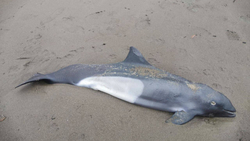 На берег Сахалина вынесло детеныша морского животного