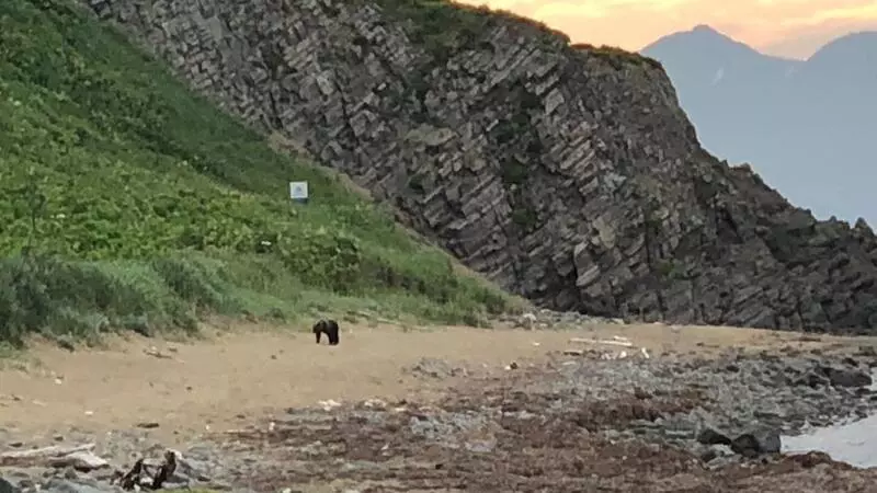 На Кунашире бесстрашный медведь снова пугает людей