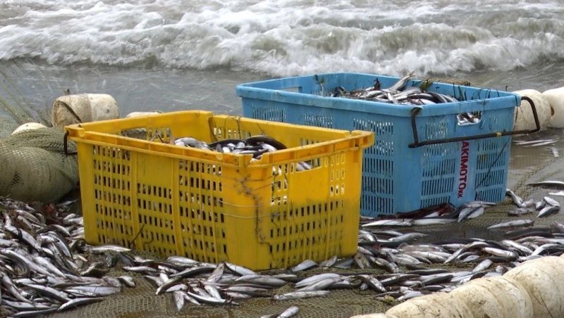 Экспорт рыбы и морепродуктов с Сахалина и Курил снизился в 2 раза за неделю