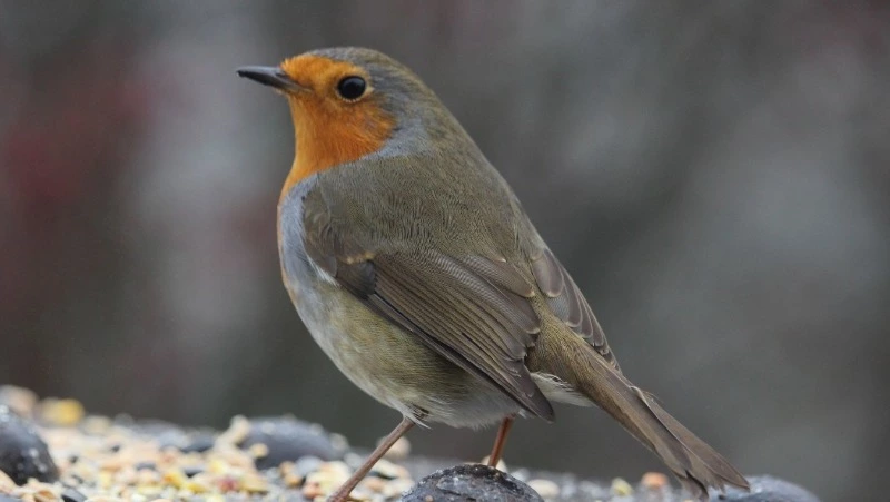 Народные приметы на 15 мая 2024 года: что сулит палящее солнце