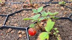 Урожай клубники собрали с крыши одного из зданий Южно-Сахалинска