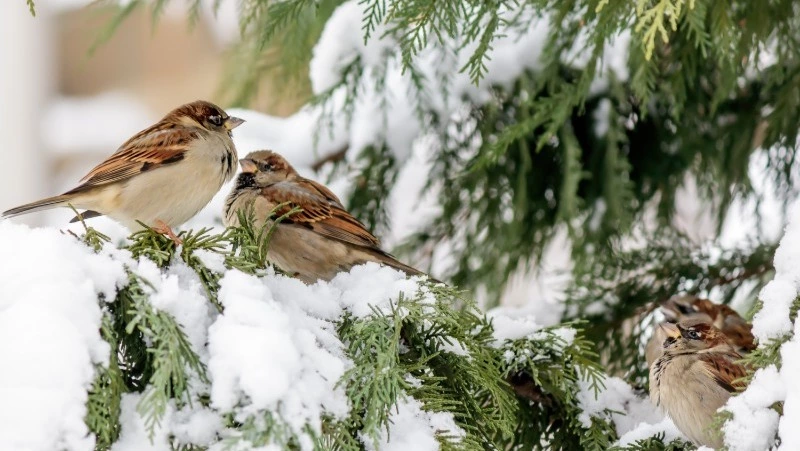 Народные приметы на 21 ноября 2023: что нельзя делать в этот день