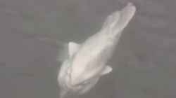 Сахалинец снял на видео рыбу-луну. "Повезло мужику"