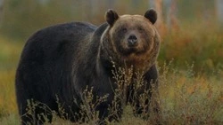 Прокуратура начала проверку из-за нападения медведя на людей в Южно-Сахалинске 