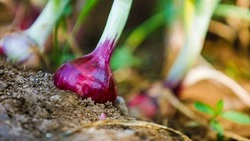 Когда сажать лук в 2025 году: благоприятные дни по лунному календарю