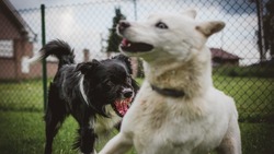 В Южно-Сахалинске поймали собак, которые ели своих сородичей