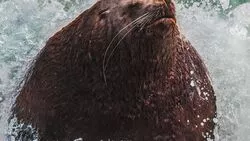 Жирного сивуча встретил сахалинец на берегу тюленьего «роддома»