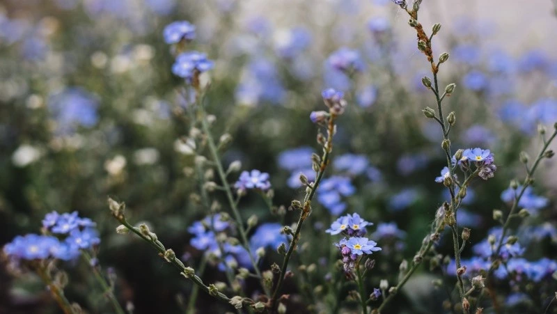 Оленин день: что нельзя делать 3 июня, народные приметы