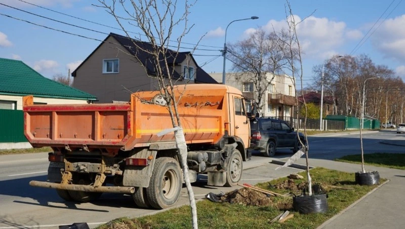 До конца осени в Южно-Сахалинске высадят 138 деревьев