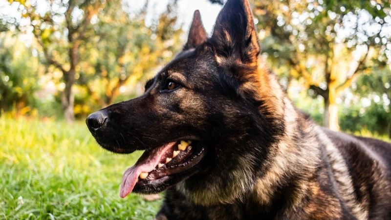 Мэрия Томаринского района заплатит ребенку за травмы после нападения собаки