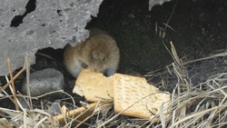 «Ест печеньки»: северокурильчанин показал видео упитанной мышки с крекером