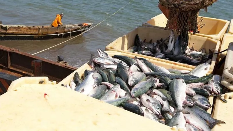 Рыбакам Сахалина и Курил добавили ресурсов на путину