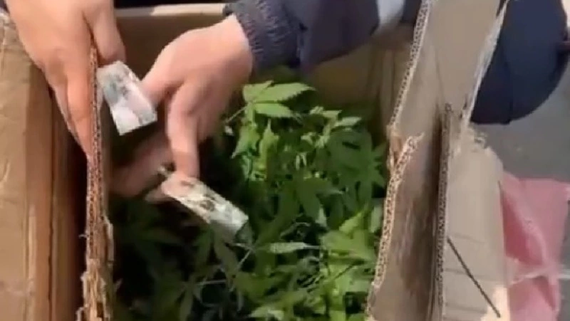 Пьяный сахалинец попал под следствие за перевозку в машине рассады конопли