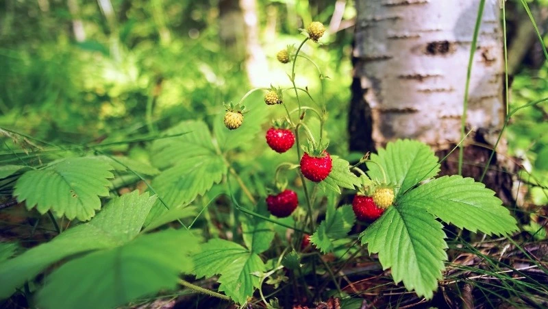 Церковный праздник 9 июля 2024: что нельзя делать в этот день, приметы