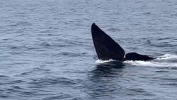 «Хвостиком похлопал!» У острова на Курилах заметили приветливых китов
