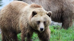 Медведя заметили возле школы в курильском селе Рейдово 