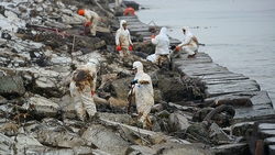 Росприроднадзор рассчитал предварительный ущерб экологии от аварии танкера на Сахалине