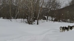 «Дойти до аптеки не могут»: в Долинском районе жалуются на отсутствие дорог из-за сугробов    