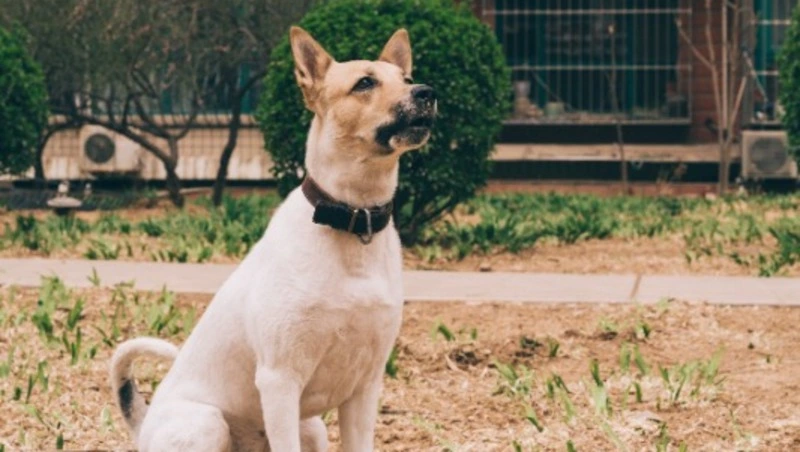 Житель Сахалина посчитал видеозапись недостаточной для штрафа за самовыгул собаки