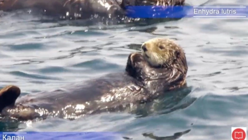 Защитники дикой природы запустили флешмоб в поддержку морских выдр