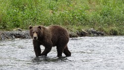 Лесничие отстрелили медведя на Курилах после трагической гибели человека